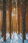 Snowy Winter Cold Forest. Sun Rays Break Through Tree Branches Art Print