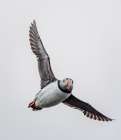 Majestic Puffin In Flight: Captivating Wildlife Photography Of Atlantic Puffins Soaring Gracefully Art Print