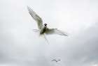 Majestic Arctic Tern Soaring Through The Sky - Wildlife Photography At Its Finest Art Print
