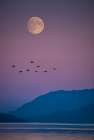 Serene Moonlit Sky With Birds In Flight Over Tranquil Ocean - Capturing Natures Evening Beauty Art Print