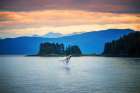 Exploring Natures Majesty: Witness The Spectacular Whale Breaching In Alaskas Pristine Waters Art Print