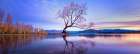 Serene Lake Wanaka Sunrise: Capturing The Beauty Of New Zealands Iconic Tree At Dawn Art Print