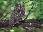Discover The Majestic Beauty Of A Camouflaged Owl Art Print