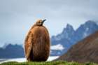 Young Fluffy Penguin Chick In Stunning Antarctic Landscape - Wildlife Photography At Its Best Art Print
