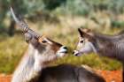 Waterbuck Pair In Serengeti: Capturing The Beauty Of African Wildlife In Natural Habitat Art Print