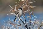 Bird Perched Among Thorny Branches: Explore Natures Unique Adaptations In The Wild Art Print