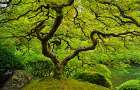 Enchanting Japanese Maple Tree Art Print