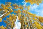 Golden Aspen Trees Against A Bright Blue Sky: Experience Natures Autumn Splendor Art Print