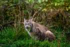 Majestic Lynx In Natural Habitat: Discover The Beauty Of Wildlife Photography In Lush Forests Art Print