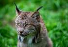 Majestic Lynx In Lush Green Habitat | Wildlife Photography Insights Art Print
