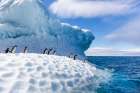 Adelie Penguins Hauled Out On Floating Icebergs Near Paulet Island, Antarctic Peninsula. Art Print