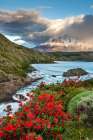 Blooming Firebush And Clouds Over Grande Paine Summit, Pehoe Lake, Patagonia, Torres Del Paine Chile Art Print