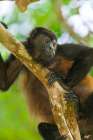 Mantled Howler Monkey, Tortuguero, Costa Rica, Central America. Art Print