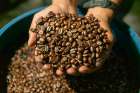 Person Holding Hand Full Of Coffee Beans, Monte Verde, Costa Rica, Central America Art Print