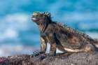 Marine Iguana, James Bay, Stantiago Island, Galapagos Islands, Ecuador. Art Print