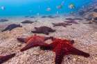Colorful Sea Stars On The Ocean Floor, Bartolome Island, Galapagos Islands, Ecuador Art Print