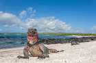 Uniquely Colored Red And Green Marine Iguanas, Punto Suarez, Espanola Island, Galapagos Ecuador. Art Print