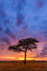 Morning Sunrise Over The Umbrella Acacia Tree, Masai Mara, Kenya, Africa Art Print