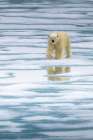 Polar Bear On The Pack Ice In The Svalbard Archipelago. Art Print