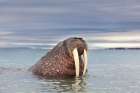 Male Walrus In The Waters Surrounding Svalbard Art Print