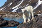 Polar Bear On Rocky Island, Svalbard Art Print