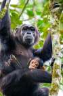 Wild Chimpanzee And Her Young Baby In Kibale National Forest, Uganda, East Africa Art Print