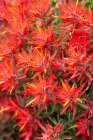 Indian Paintbrush, Zion Canyon National Park, Utah Art Print