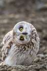 Inquisitive Short-Eared Owl Stares Intently While Standing On Surface On Alaskas Arctic Slope. Art Print
