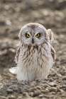 Inquisitive Short-Eared Owl Stares Intently While Standing On Surface On Alaskas Arctic Slope. Art Print