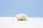 Polar Bear Sleeps On Snow Covered Arctic Barrier Island In Alaskas Beaufort Sea, Arctic Refuge. Art Print