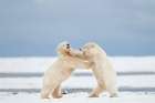 Polar Bear Cubs Play Fight In Snow On Barrier Island In Alaskas Beaufort Sea, Arctic Refuge. Art Print