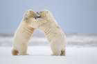 Two Polar Bear Play Fight In Snow On Barrier Island In Arctic National Wildlife Refuge Of Alaska. Art Print