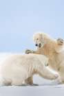 Two Polar Bear Play Fight In Snow On Barrier Island In Arctic National Wildlife Refuge Of Alaska. Art Print