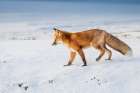 A Red Fox Stands On The Snow Covered Tundra Of Alaskas Arctic North Slope Art Print