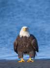 Bald Eagle Stands On A Sandy Beach Along The Coast Of The Spit In Homer, Southcentral Alaska Art Print