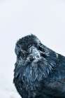 Common Raven With Frosted Feathers In Minus 40 Degree Temperatures, Fairbanks, Alaska Art Print