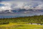 Cow Moose Stands In A Tundra Pond In The Alaska Range, Interior, Alaska. Art Print