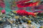 Red Salmon Or \Sockeye\ In Spawning Phase (Red Body And Green Head) In Small Stream In Mountains. Art Print