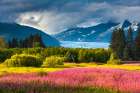 Clouds Over Coast Mountains And Mendenhall Glacier, Fireweed In Full Bloom In Brotherhood Alaska. Art Print