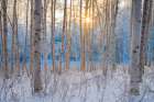Alaska Paper Birch Trees In Winter Hoar Frost, Fairbanks, Alaska Art Print