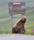 Grizzly Bear Scratches A Roadside Sign In Sable Pass, Denali National Park, Alaska Art Print