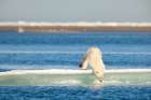 Polar Bear On Ice Berg In The Beaufort Sea, Off The Coast Of Barter Island, Kaktovik, Alaska Art Print