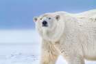 Portrait Of Adult Female Polar Bear In Snow On Island In The Beaufort Sea On Alaskas Arctic Coast. Art Print