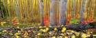 Boreal Forest Floor, Highbush Cranberries, Aspen Trees, Golden Aspen Leaves, Fairbanks, Alaska. Art Print