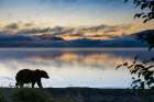 Brown Bear Walks Along Shores Of Naknek Lake At Dawn, Kejulik Mountains In Distance, Katmai Alaska. Art Print
