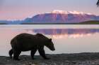 Brown Bear Walks Along The Shores Of Naknek Lake, Mount Katolinat, Katmai National Park, Alaska. Art Print