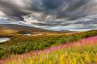 Fireweed And Skies Over The Tundra Along The Denali Highway Near Mcclaren Pass, Interior, Alaska. Art Print