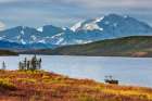 Bull Caribou In Autumn Tundra Along Shore Of Wonder Lake, Denali Of Alaska Range, Denali Alaska. Art Print