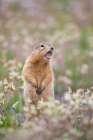 Arctic Ground Squirrel On The Tundra, Arctic National Wildlife Refuge, Arctic, Alaska. Art Print