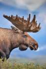 Large Bull Moose In Velvet Antlers On The Tundra In Denali National Park, Interior, Alaska. Art Print